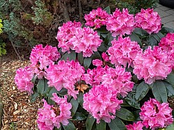 Rhododendron