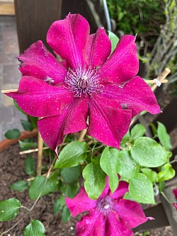 Clemattis