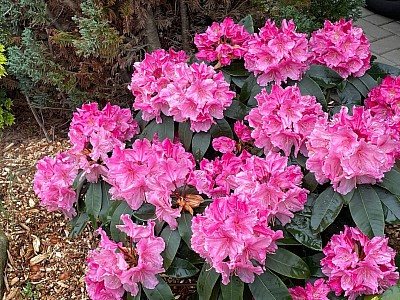 Rhododendron