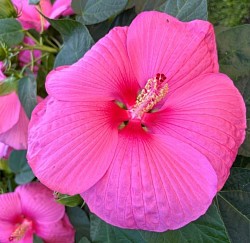 Hibiscus XXL moscheutos