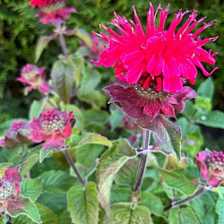 Monarda