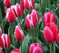 Tulpe